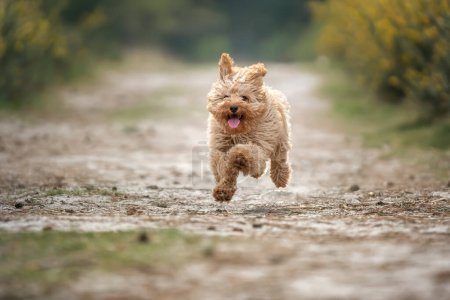 Foto de Cachorro Cavapoo de seis meses. Este cachorro es de color albaricoque, y corriendo con todas las patas del suelo - Imagen libre de derechos