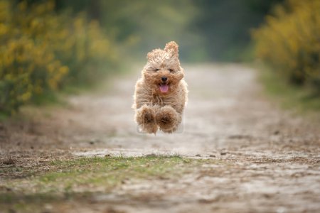 Foto de Cachorro Cavapoo de seis meses. Este cachorro es de color albaricoque, y volando alto con todas las patas del suelo. - Imagen libre de derechos