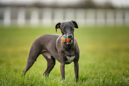 Téléchargez les photos : Greyhound italien - brun chocolat dans la couleur, tenant sa boule orange dans sa bouche - en image libre de droit