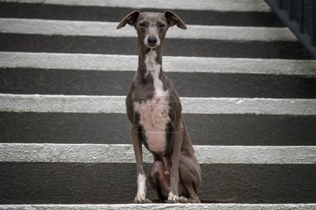 Téléchargez les photos : Chien gris italien - de couleur marron gris, debout sur les escaliers et regardant directement la caméra - en image libre de droit