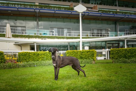 Téléchargez les photos : Greyhound italien brun chocolat debout sur l'herbe regardant légèrement loin - en image libre de droit