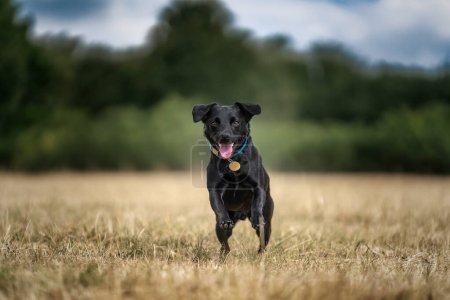 Black Patterdale Cross Border Terrier corriendo directamente hacia la cámara con la lengua fuera