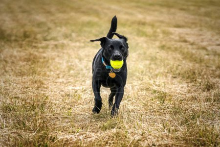 Photo for Black Patterdale Cross Border Terrier happy with his tennis ball in a field - Royalty Free Image