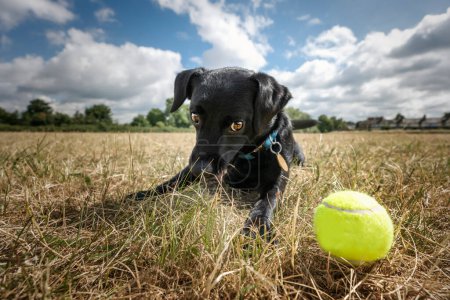 Black Patterdale Cross Border Terrier starrt auf einem Feld auf seinen Tennisball