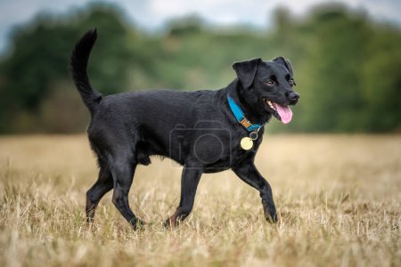 Photo for Black Patterdale Cross Border Terrier walking from left to right and a tag that can be named whitespace - Royalty Free Image