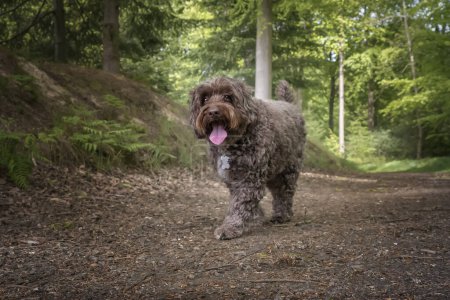 Photo for Brown Cockapoo walking in the forest towards the camera - Royalty Free Image