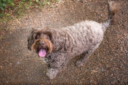 Photo for Brown Cockapoo looking up at the camera on a forest path - Royalty Free Image