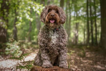 Photo for Brown Cockapoo sitting on a stump looking at the camera - Royalty Free Image