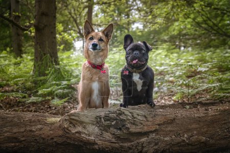 Foto de Pastor alemán Saluki y Bulldog francés en el bosque mirando a la cámara dos perros - Imagen libre de derechos