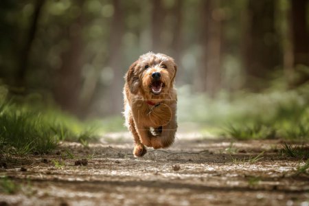 Foto de Basset Fauve de Bretagne perro corriendo directamente a la cámara en el bosque - Imagen libre de derechos