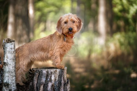 Photo for Basset Fauve de Bretagne standing against a tree stump and looking directly at the camera in the forest with a happy face - Royalty Free Image