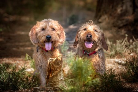 Photo for Basset Fauve de Bretagne looking directly at the camera in the forest with tongue out - Royalty Free Image