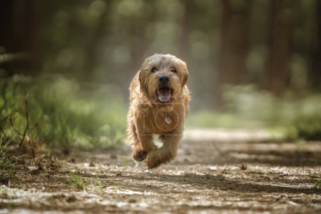 Photo for Basset Fauve de Bretagne dog running directly at the camera in the forest - Royalty Free Image