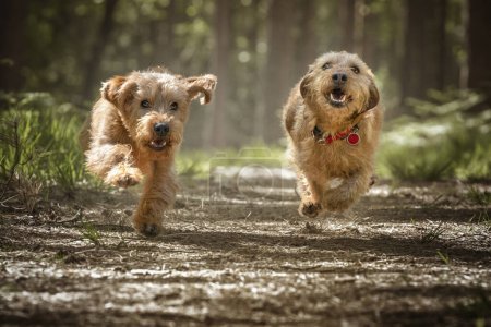 Foto de Dos perros Basset Fauve de Bretagne corriendo directamente a la cámara en el bosque compitiendo entre sí - Imagen libre de derechos