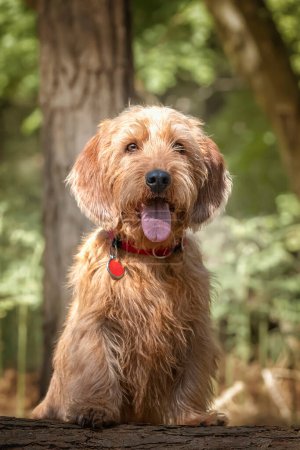 Photo for Basset Fauve de Bretagne standing on a fallen tree and looking directly at the camera in the forest with tongue out - Royalty Free Image