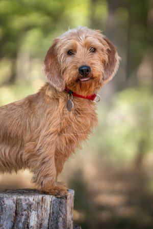 Photo for Basset Fauve de Bretagne standing tall against a tree stump and looking at the camera in the forest all happy - Royalty Free Image