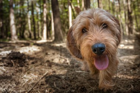 Photo for Basset Fauve de Bretagne dog walking close up directly at the camera at the forest with a happy face - Royalty Free Image