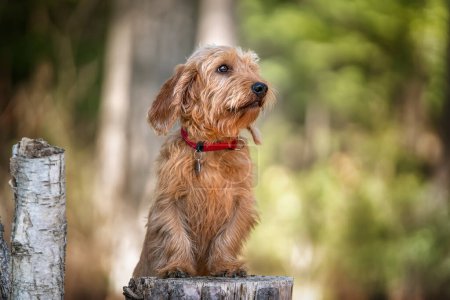 Photo for Basset Fauve de Bretagne standing tall against a tree stump and looking slightly away in the forest - Royalty Free Image