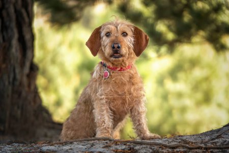 Photo for Basset Fauve de Bretagne dog looking directly at the camera at the forest - Royalty Free Image