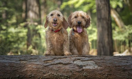 Foto de Dos perros Basset Fauve de Bretagne mirando directamente a la cámara detrás de un tronco de árbol caído con caras felices - Imagen libre de derechos
