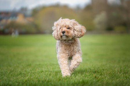 Seven year old Cavapoo on a fun run in the park