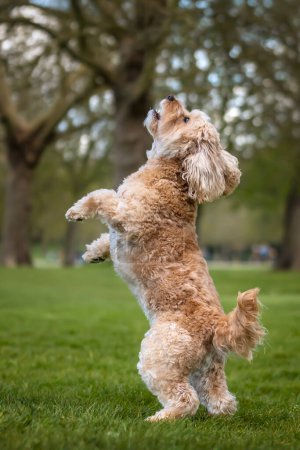 Photo for Seven year old Cavapoo standing on his hind legs playing in the park having fun - Royalty Free Image