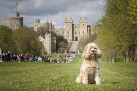 Photo for Seven year old Cavapoo sat looking to the right slightly from the public park on Windsor Long Walk - Royalty Free Image