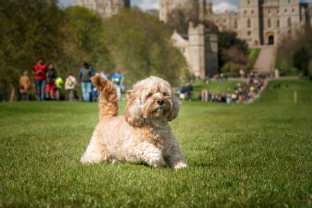 Photo for Seven year old Cavapoo playing in the public park on Windsor Long Walk - Royalty Free Image