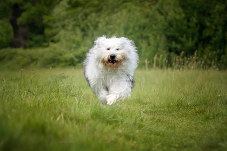 Foto de Antiguo perro pastor inglés corriendo directamente hacia la cámara en un campo - Imagen libre de derechos