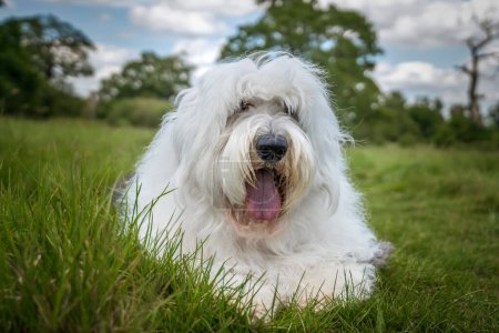 Foto de Antiguo perro pastor inglés tendido en la hierba muy de cerca con cielo azul y nublado - Imagen libre de derechos