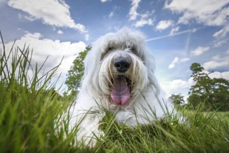 Foto de Antiguo perro pastor inglés tendido en la hierba muy de cerca con cielo azul y nublado - Imagen libre de derechos