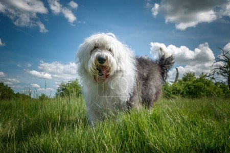 Foto de Antiguo perro pastor inglés de pie en la hierba muy cerca con cielo azul y nublado - Imagen libre de derechos