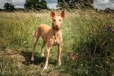 Photo for Podenco Andaluz standing and looking directly towards the camera - Royalty Free Image