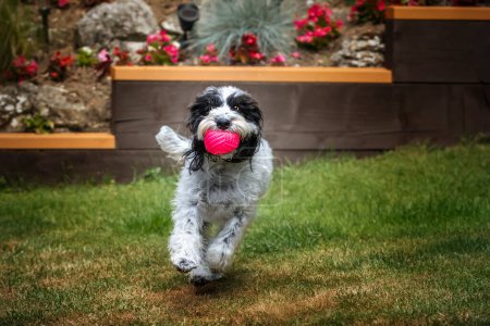 Photo for Black and White Cockapoo with a ball running towards the camera in her garden - Royalty Free Image