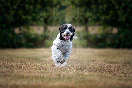 Photo for Black and White Cockapoo running towards the camera in a field - Royalty Free Image