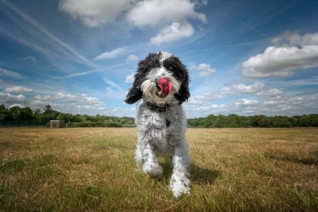 Photo for Black and White Cockapoo walking towards the camera in a field with her tongue out - Royalty Free Image