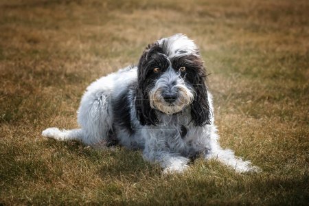 Photo for Black and White Cockapoo laying down and looking towards the camera in a field - Royalty Free Image