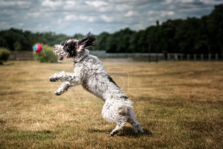 Photo for Black and White Cockapoo chasing a ball in a field at full stretch - Royalty Free Image