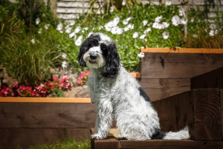 Photo for Black and White Cockapoo sitting down in her garden with a head tilt looking directly at the camera - Royalty Free Image