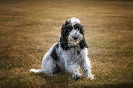 Photo for Black and White Cockapoo sitting in a field looking at the camera - Royalty Free Image