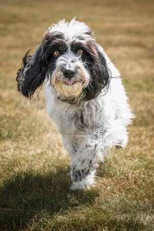 Photo for Black and White Cockapoo walking directly towards the camera in a field - Royalty Free Image