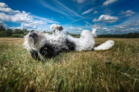 Photo for Black and White Cockapoo laying on her back in a field with eyes to camera - Royalty Free Image