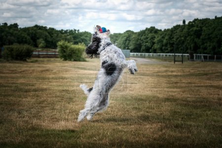 Photo for Black and White Cockapoo chasing a ball in a field at full stretch - Royalty Free Image