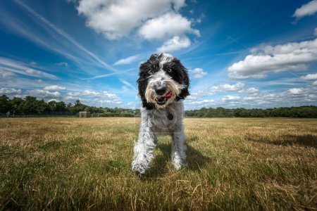 Photo for Black and White Cockapoo walking in a field with her tongue out all happy - Royalty Free Image