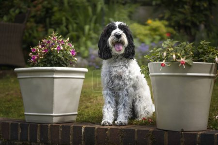 Photo for Black and White Cockapoo sitting down in her garden looking directly at the camera - Royalty Free Image