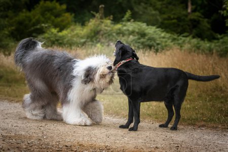 Foto de Viejo perro pastor inglés jugando con su amigo un labrador negro y su collar - Imagen libre de derechos