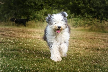 Foto de Antiguo perro pastor inglés corriendo hacia la cámara en un campo - Imagen libre de derechos