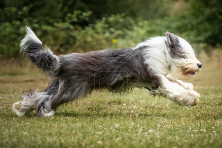 Foto de Antiguo perro pastor inglés corriendo de izquierda a derecha en el estiramiento - Imagen libre de derechos