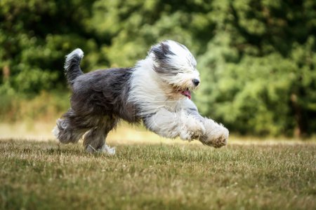Foto de Antiguo perro pastor inglés corriendo de izquierda a derecha en el estiramiento - Imagen libre de derechos