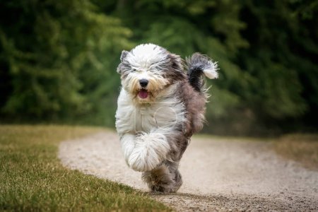 Foto de Antiguo perro pastor inglés corriendo hacia la cámara en un campo - Imagen libre de derechos
